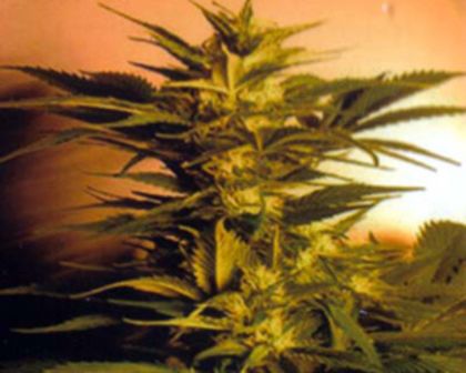 Featured Image of Skunk + (Power Skunk)