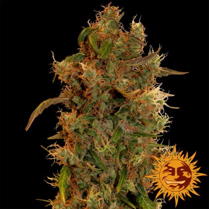 Featured Image of 8 Ball Kush