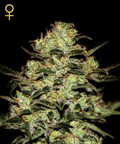 Featured Image of Moby Dick
