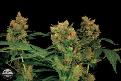 Featured Image of Blue Hash
