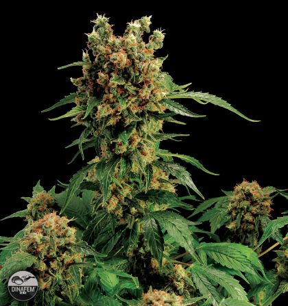 Featured Image of California Hash Plant
