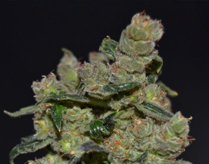 Featured Image of Diesel