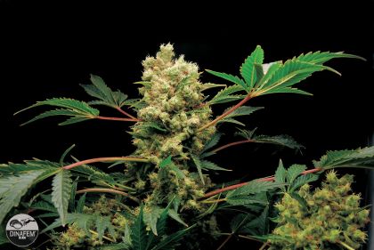 Featured Image of Power Kush