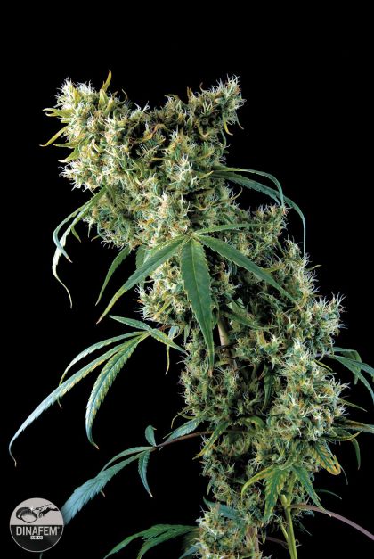 Featured Image of Super Silver