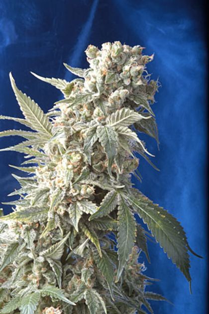 Featured Image of Ak47 (Serious