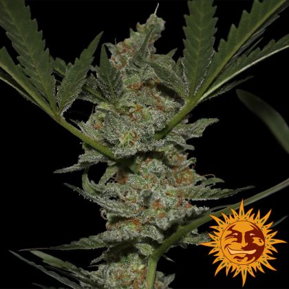 Featured Image of Acapulco Gold