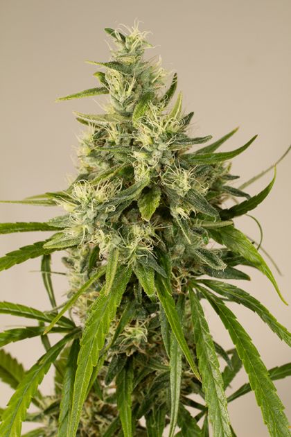 Featured Image of Trainwreck