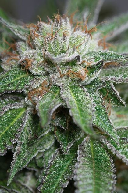 Featured Image of Bubba Kush