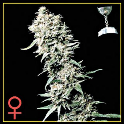 Featured Image of White Rhino