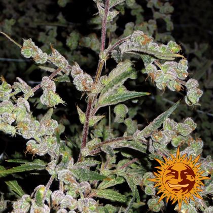 Featured Image of Dr Grinspoon