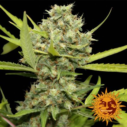 Featured Image of Pineapple Chunk