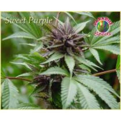 Featured Image of Sweet Purple