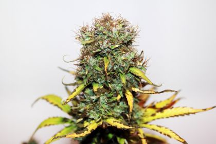 Featured Image of Auto Blue