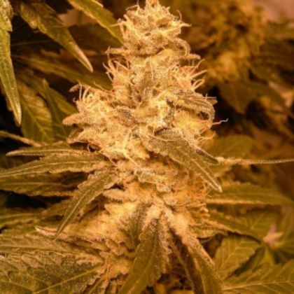 Featured Image of Auto Kush