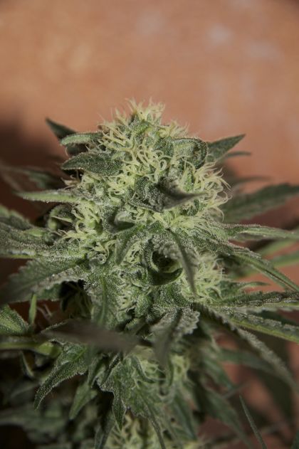 Featured Image of Auto Lemon