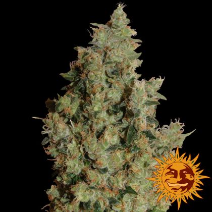 Featured Image of Tangerine Dream
