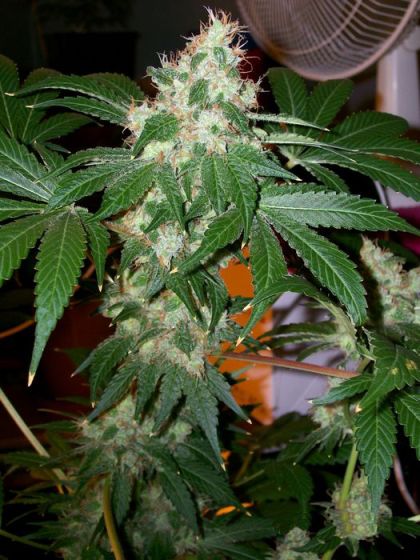 Featured Image of Chem Valley Kush