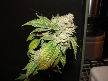 Featured Image of Larry Og Kush