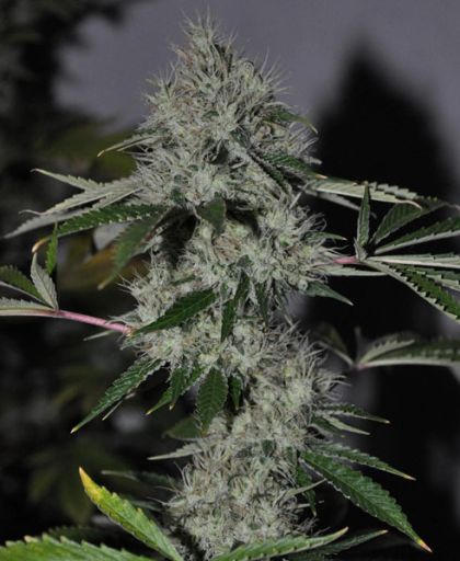 Featured Image of Chem 4 Og