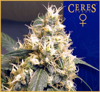 Featured Image of Ceres Skunk