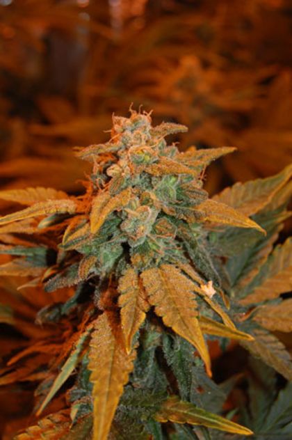 Featured Image of Dready Berry