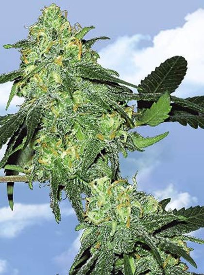 Featured Image of Skunk Classic