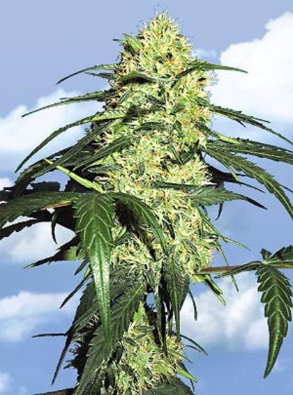 Featured Image of Dutch Delight