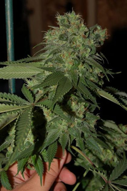 Featured Image of Rks (Gyo Collection