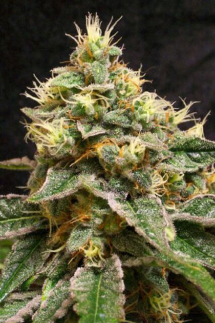 Featured Image of Confidential Cheese