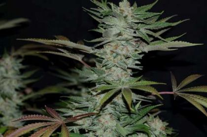 Featured Image of Sour Kush (Aka Headband)
