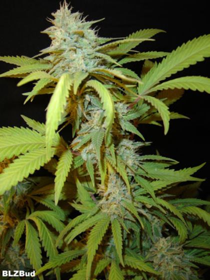 Featured Image of Blz Bud