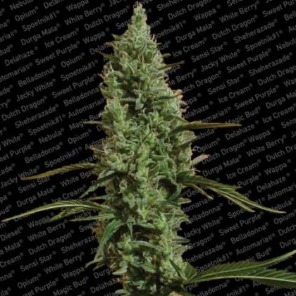 Featured Image of Atomical Haze