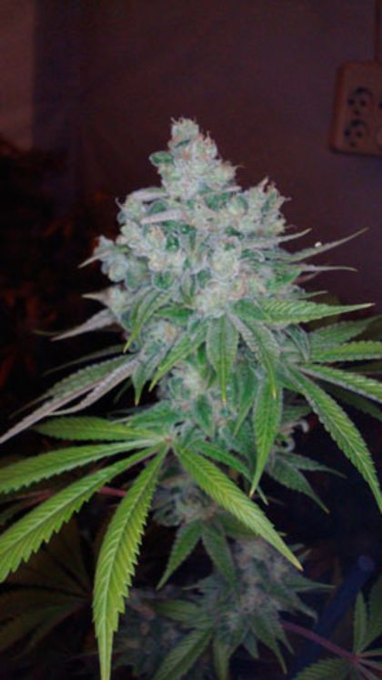 Featured Image of Kandy Kush X Skunk