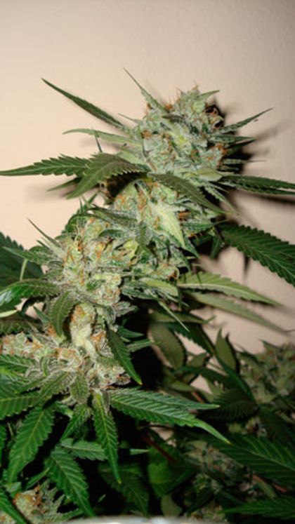 Featured Image of Sleestack X Skunk