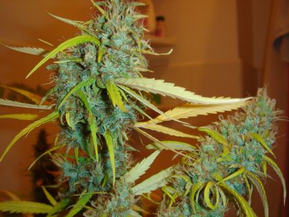 Featured Image of Angel Heart (Mango Haze X Afghan Skunk)