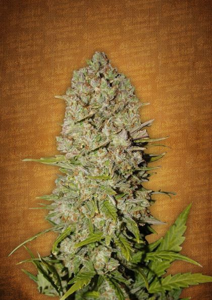 Featured Image of Pineapple Express Auto