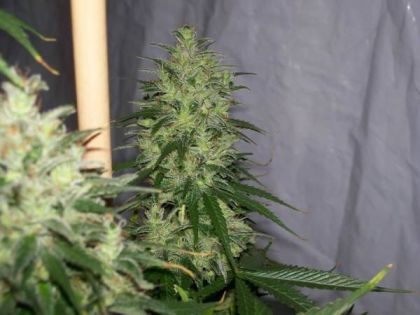 Featured Image of Nl5 X Haze