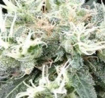 Featured Image of Nl5 X Skunk