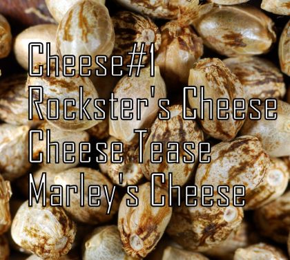 Featured Image of Cheese Quattro