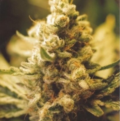 Featured Image of Lemon Kush