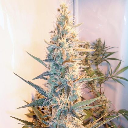 Featured Image of Outdoor Grapefruit