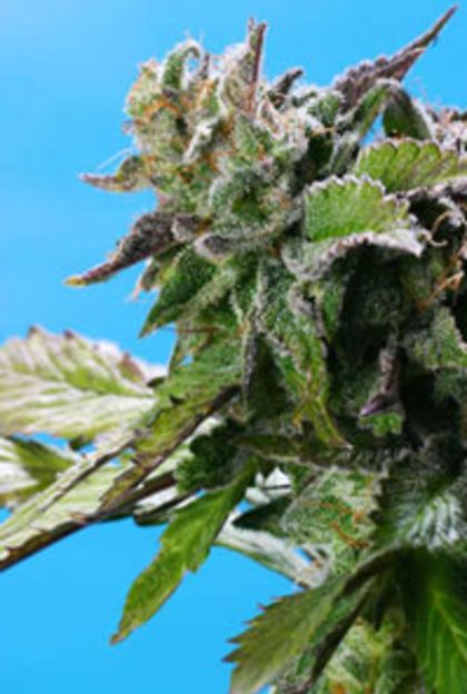 Featured Image of Grape Krush