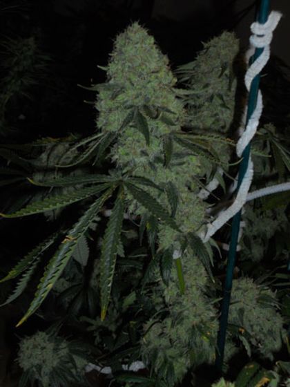Featured Image of Deadhead Og