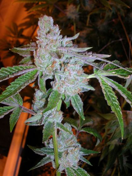 Featured Image of Tahoe Og