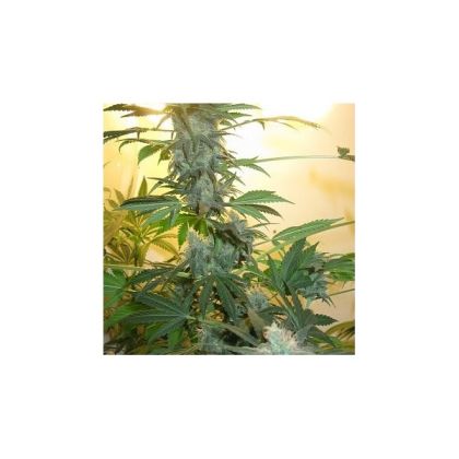 Featured Image of Ak48