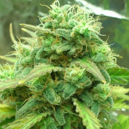 Featured Image of Black Jack