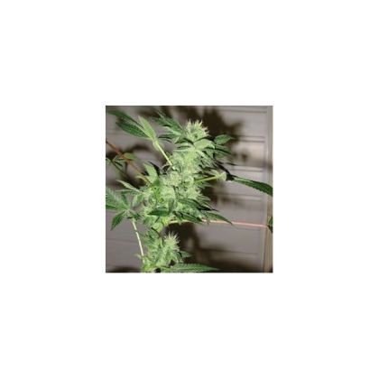 Featured Image of Chrystal