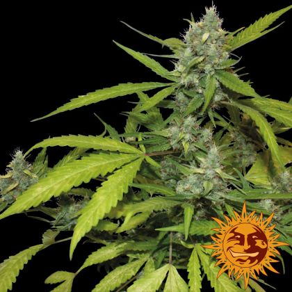 Featured Image of Sweet Tooth Auto