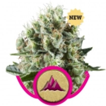 Featured Image of Critical Kush