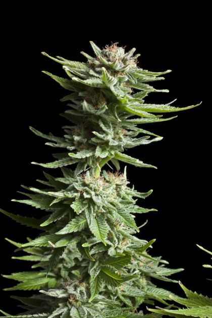 Featured Image of Shining Silver Haze